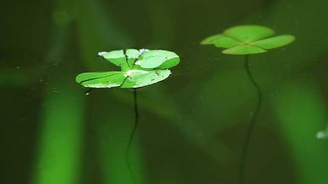 浮萍的功效与作用