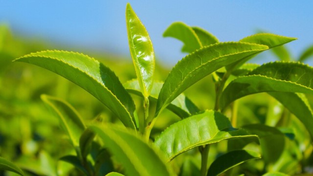 茶树的作用 茶树的作用