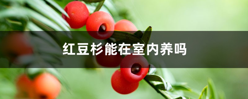 红豆杉能在室内养吗