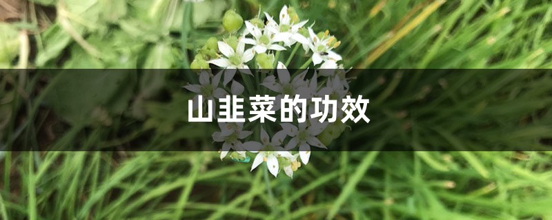 山韭菜的功效 山韭菜的功效