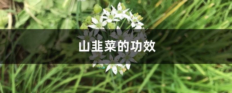 山韭菜的功效