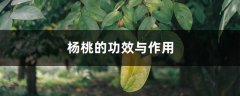 杨桃的功效与作用