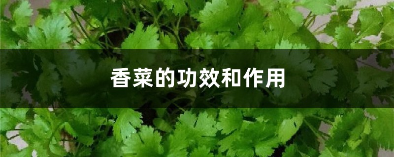 香菜的功效和作用 香菜的功效和作用