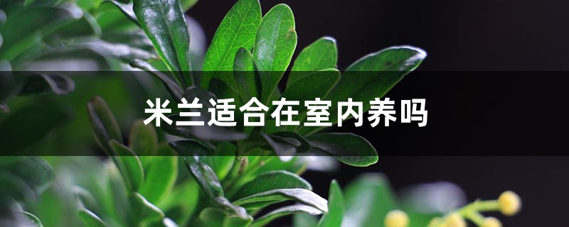 米兰适合在室内养吗 米兰适合在室内养吗