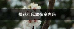 樱花可以放在室内吗