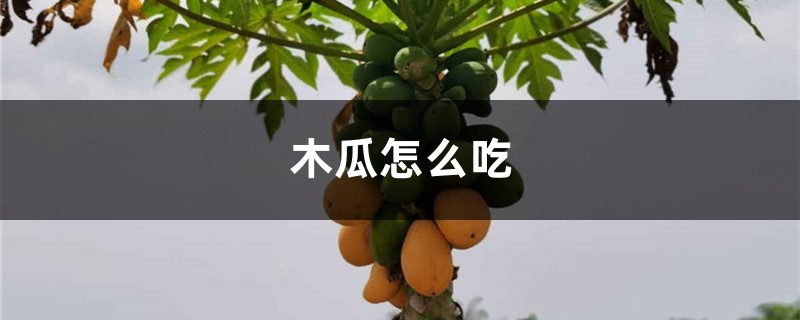 木瓜怎么吃