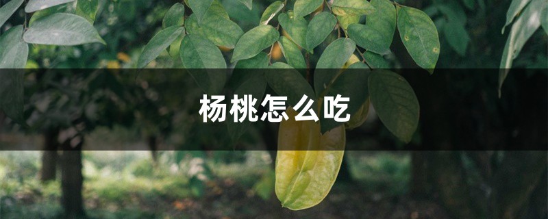 杨桃怎么吃