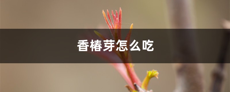 香椿芽怎么吃 香椿芽怎么吃