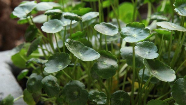 金钱草的功效与作用 金钱草的功效与作用