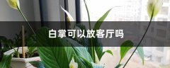 白掌可以放客厅吗