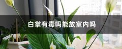 白掌有毒吗能放室内吗