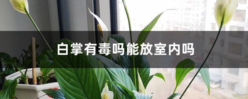 白掌有毒吗能放室内吗