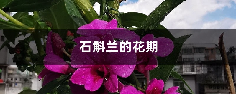 石斛兰的花期