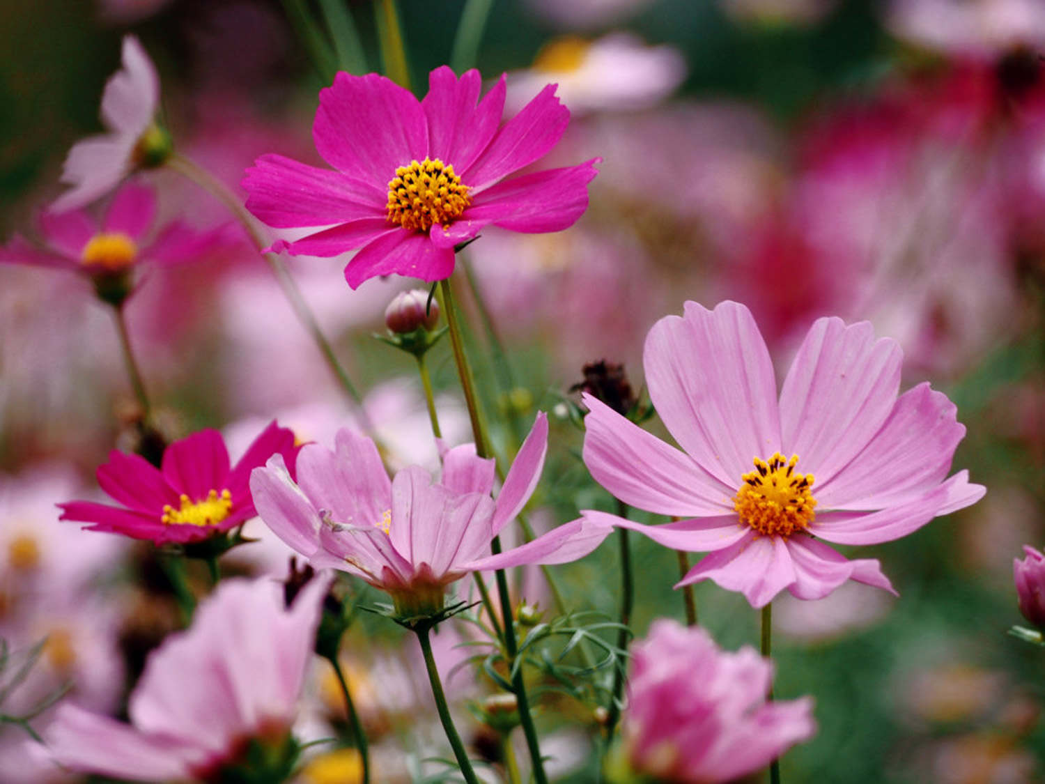 格桑花
