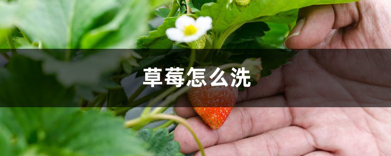 草莓怎么洗 草莓怎么洗
