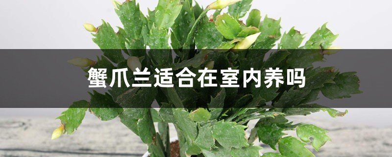 蟹爪兰适合在室内养吗 蟹爪兰适合在室内养吗