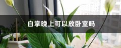 白掌晚上可以放卧室吗