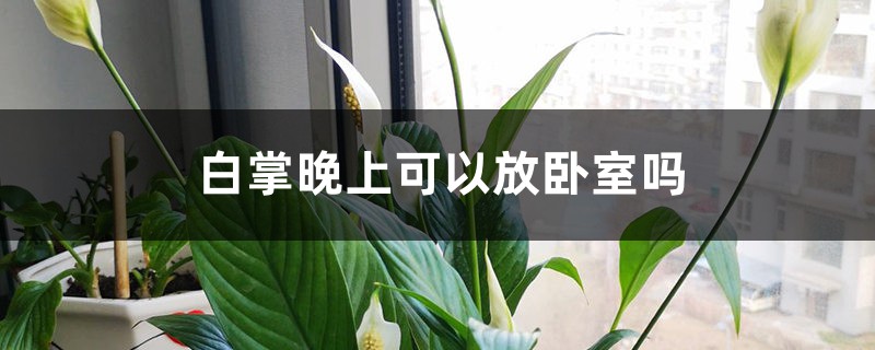 白掌晚上可以放卧室吗 白掌晚上可以放卧室吗