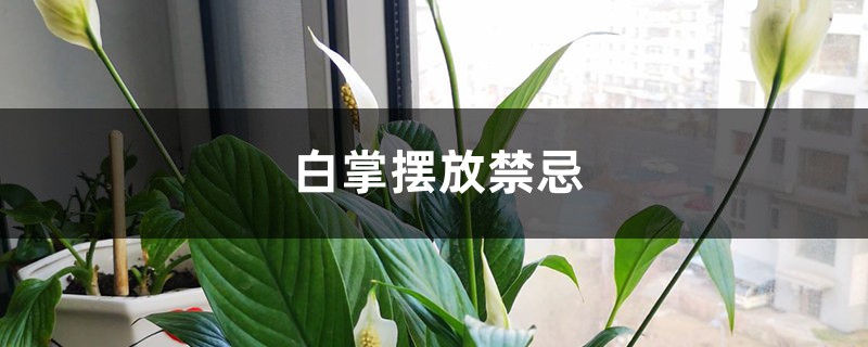 白掌摆放禁忌