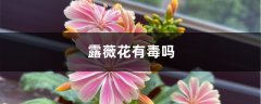 露薇花有毒吗