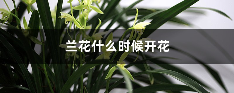 兰花什么时候开花 兰花什么时候开花