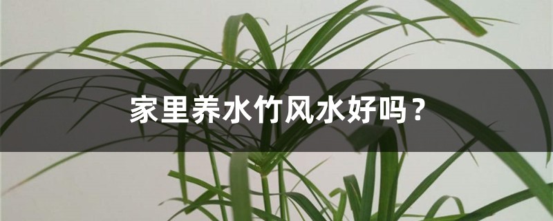 家里养水竹风水好吗? 家里养水竹风水好吗?