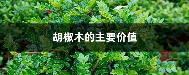 胡椒木的主要价值