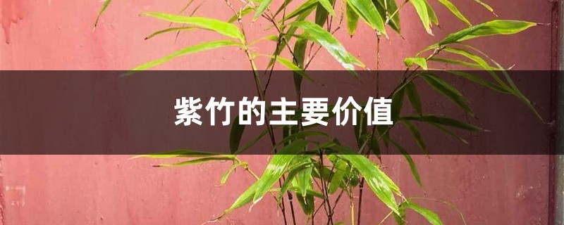 紫竹的主要价值 紫竹的主要价值