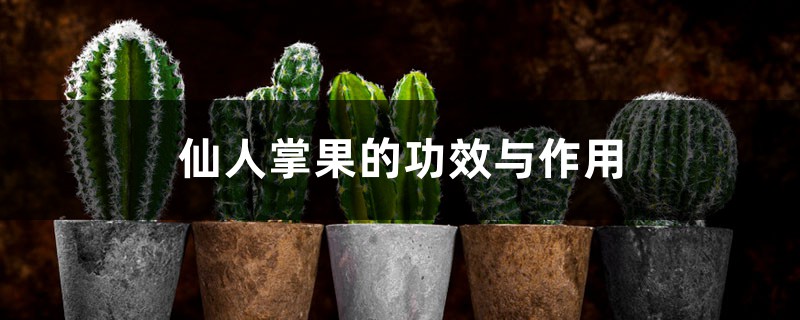 仙人掌果的功效与作用 仙人掌果的功效与作用