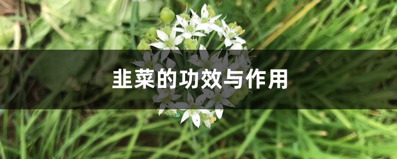 韭菜的功效与作用