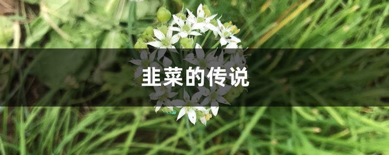 韭菜的传说 韭菜的传说