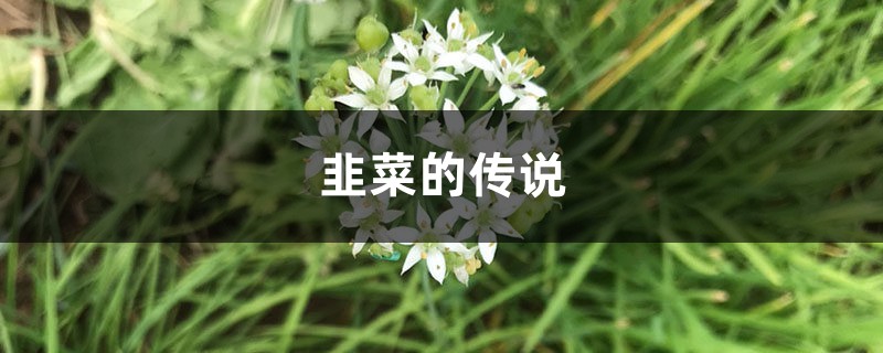 韭菜的传说