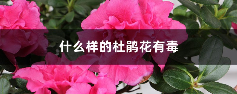 什么样的杜鹃花有毒 什么样的杜鹃花有毒