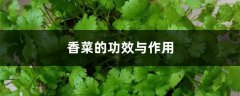 香菜的功效与作用