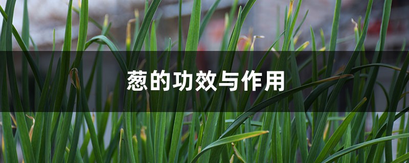 葱的功效与作用 葱的功效与作用