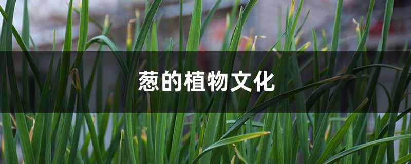 葱的植物文化 葱的植物文化
