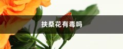 扶桑花有毒吗