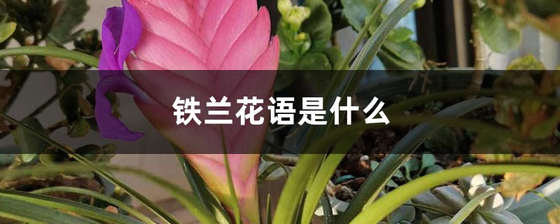 铁兰花语是什么? 铁兰花语是什么?