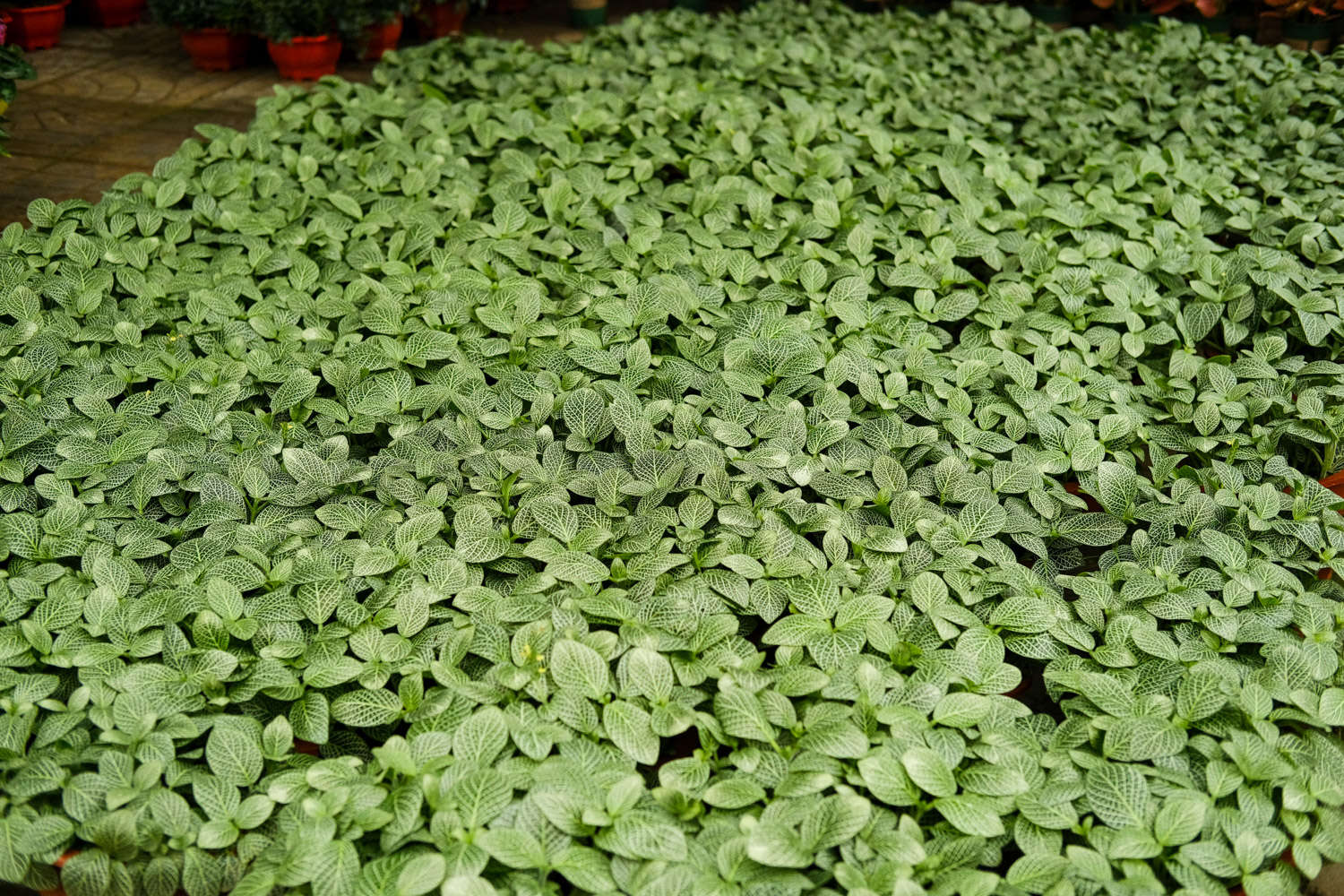 网纹草 网纹草
