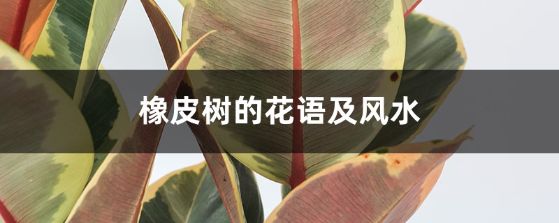 橡皮树的花语及风水 橡皮树的花语及风水