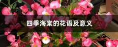 四季海棠的花语及意义