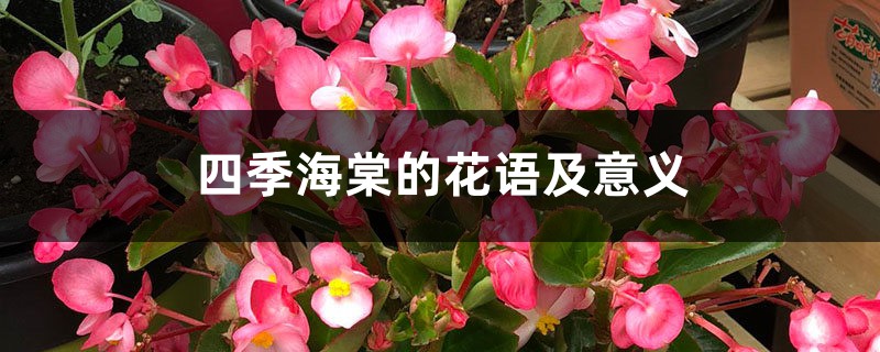 四季海棠的花语及意义 四季海棠的花语及意义