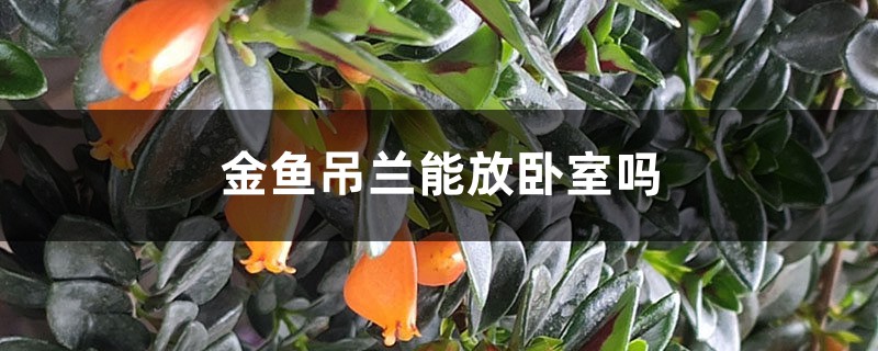 金鱼吊兰能放卧室吗 金鱼吊兰能放卧室吗