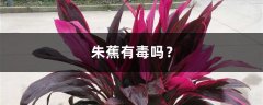 朱蕉有毒吗？