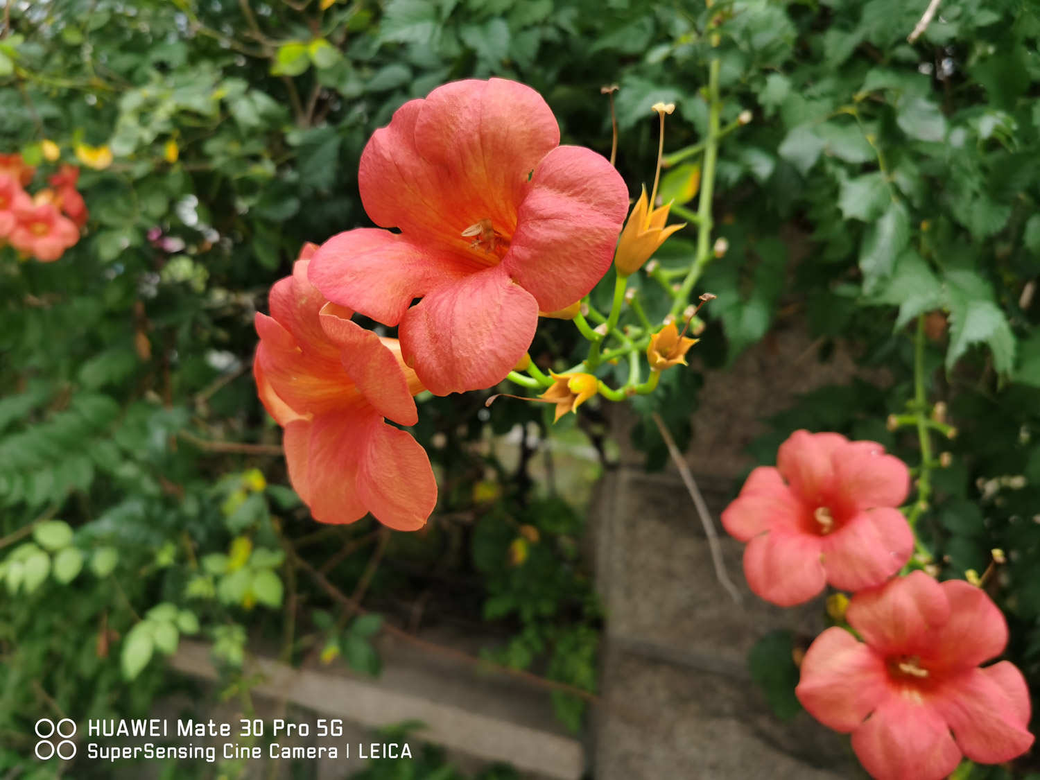 凌霄花 凌霄花