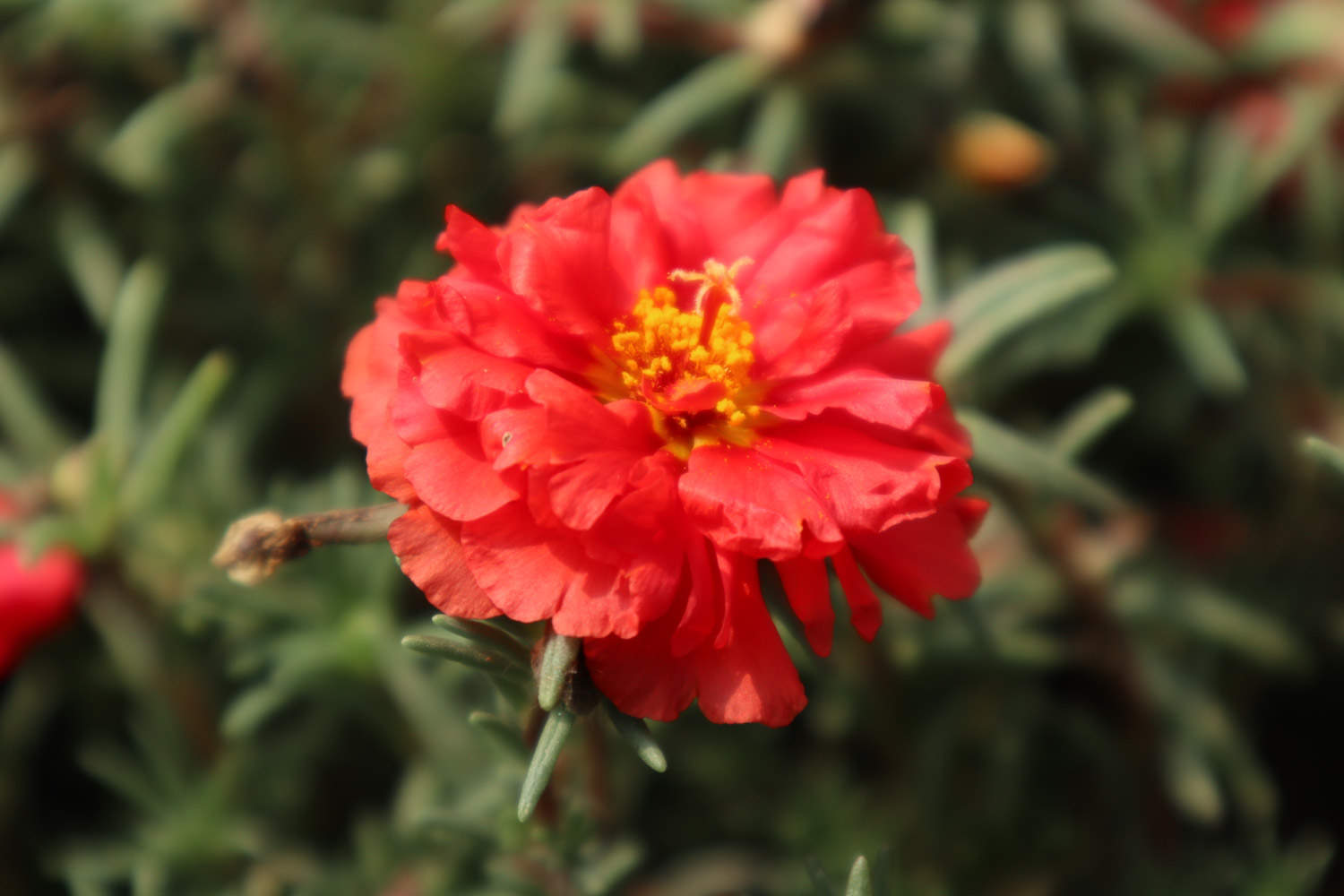 太阳花 太阳花
