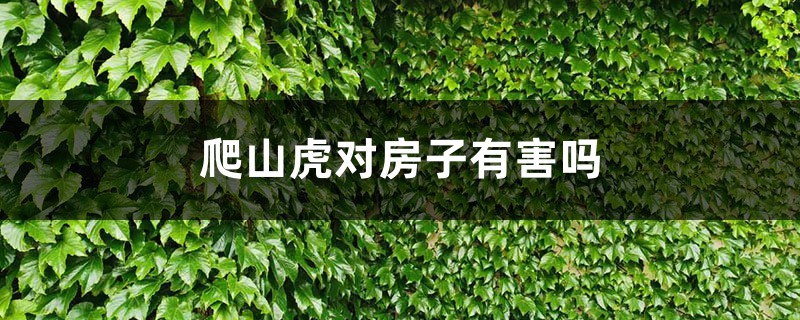 爬山虎对房子有害吗