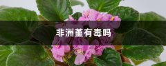 非洲堇有毒吗？