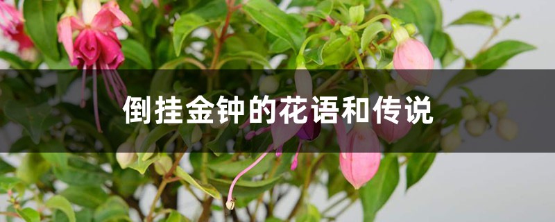 倒挂金钟的花语和有趣传说 倒挂金钟的花语和有趣传说