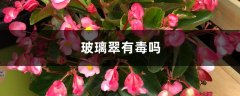 玻璃翠有毒吗